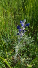 Lupinus pilosus