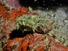 Crenarctus bicuspidatus