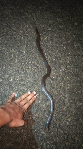 Boulenger's Earth Snake