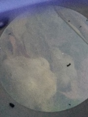 Ambystoma gracile