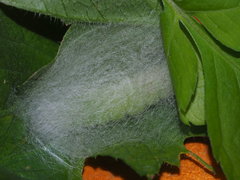 Chrysodeixis minutus