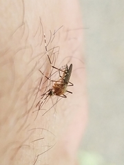 Aedes canadensis
