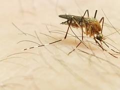 Aedes canadensis