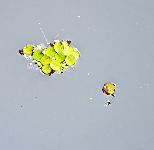 Salvinia minima, photograph 5