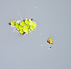 Salvinia minima, photograph (c) Amber M. King, some rights reserved (CC BY)