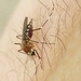 Aedes canadensis canadensis - Photo (c) Liam Wolff,  זכויות יוצרים חלקיות (CC BY-NC), הועלה על ידי Liam Wolff