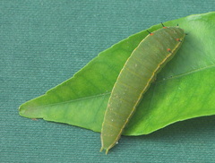 Graphium angolanus baronis