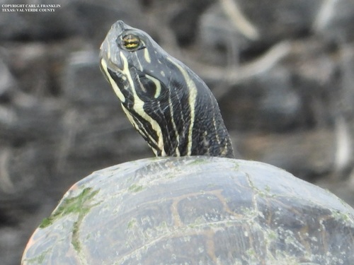 Rio Grande Cooter