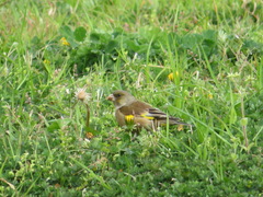 Chloris sinica