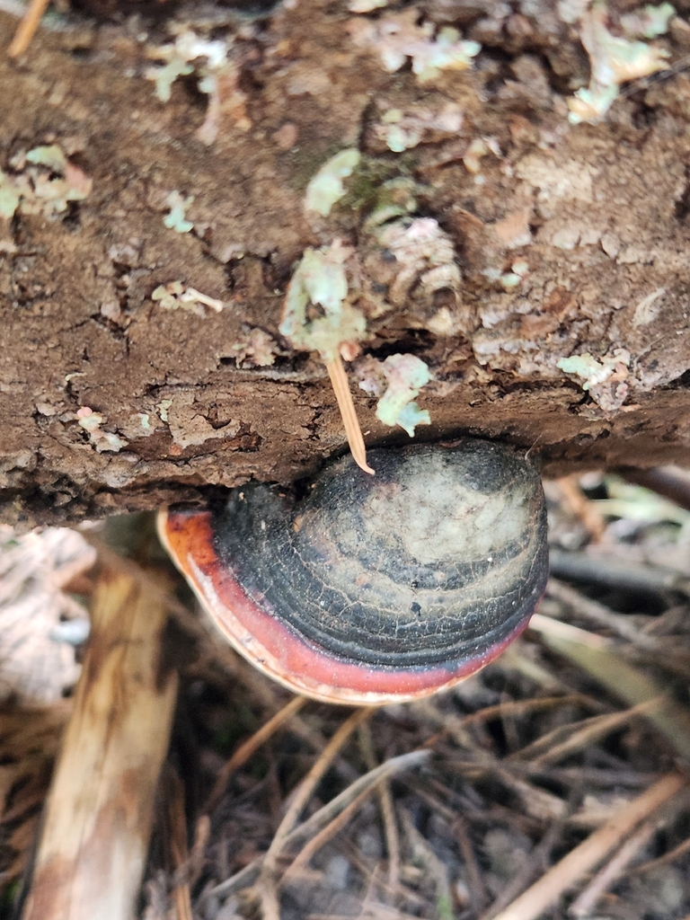 Fomitopsis mounceae · April 2026 · photo: © lytiic (iNaturalist, cc-by-nc)