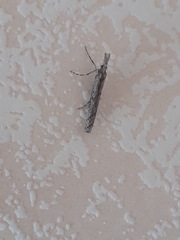 Orocrambus cyclopicus