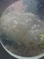 Ambystoma gracile