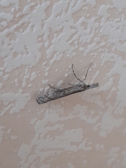 Orocrambus cyclopicus