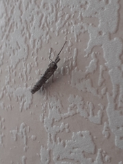 Orocrambus cyclopicus