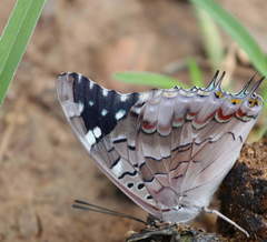 Charaxes guderiana guderiana