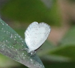 Spalgis lemolea lemolea