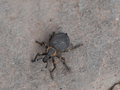 Brachycerus labrusca