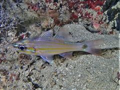 Ostorhinchus cavitensis