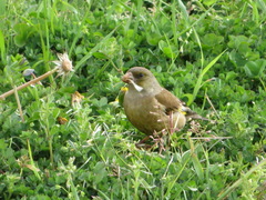 Chloris sinica
