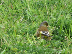 Chloris sinica