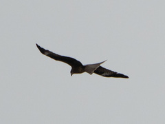 Milvus migrans