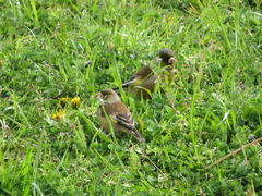 Chloris sinica