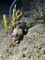 Centrogenys vaigiensis