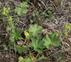 Alchemilla bungei