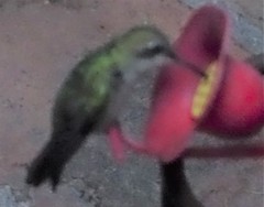 Cynanthus latirostris