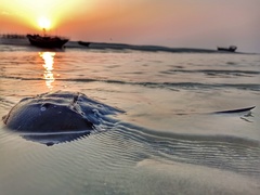 Carcinoscorpius rotundicauda