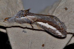 Hylaeora