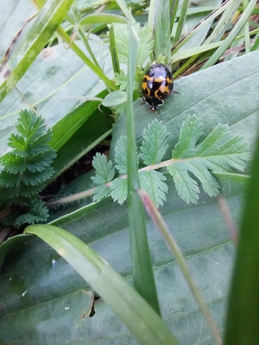 Asian Lady Beetle