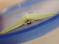 Chlorocoma melocrossa