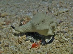 Volegalea cochlidium