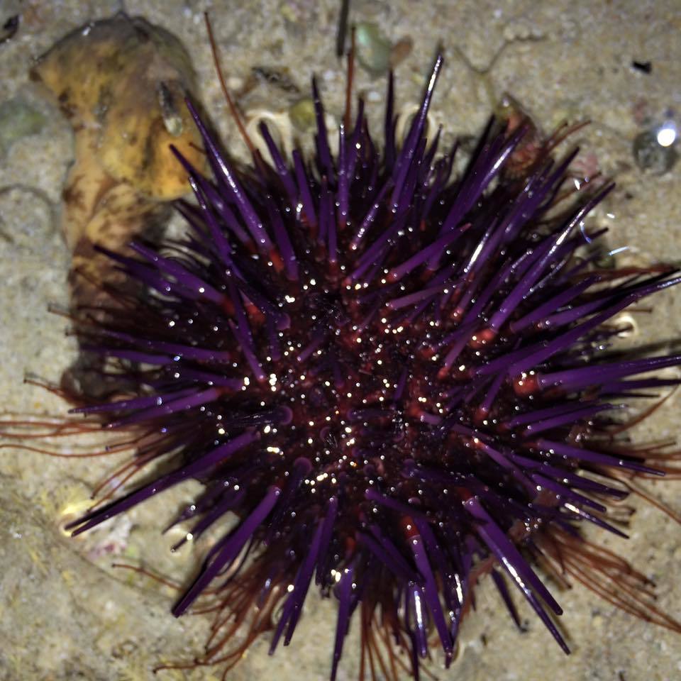 Western Pacific purple sea urchin (Heliocidaris erythrogramma 