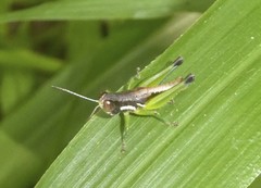 Methiolopsis geniculata