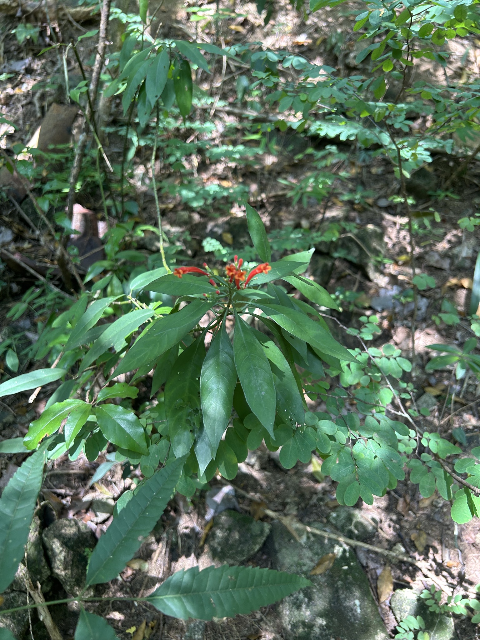 Aphelandra schottiana (Nees) Profice 2