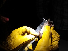 Macrotus californicus