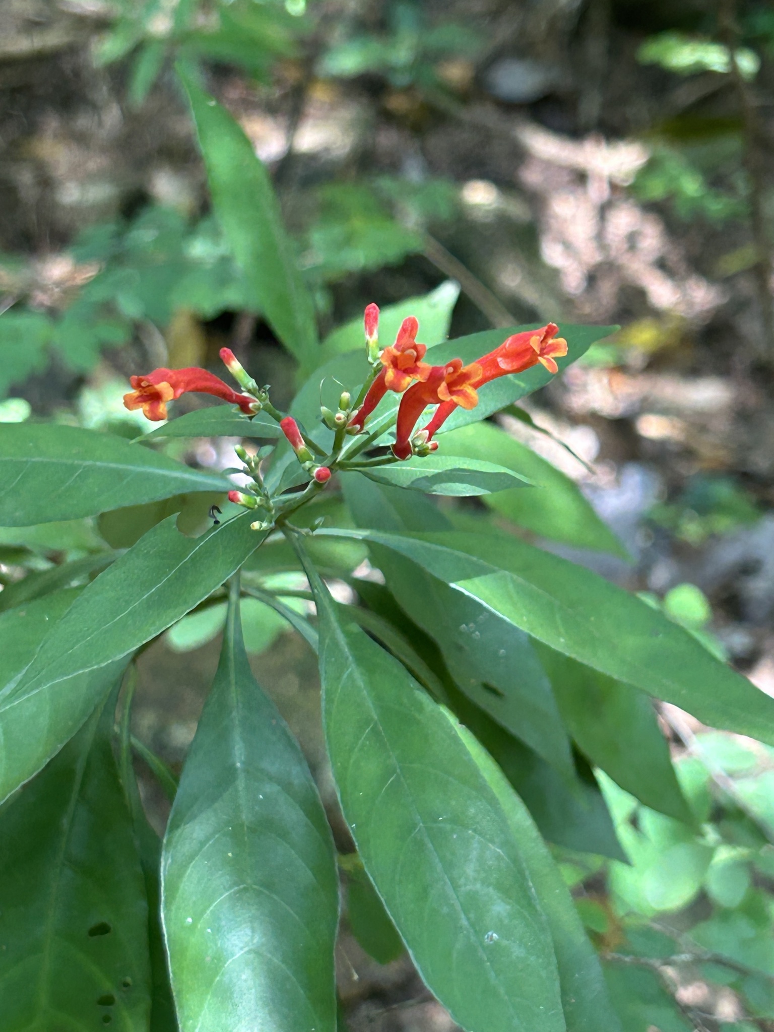 Aphelandra schottiana (Nees) Profice
