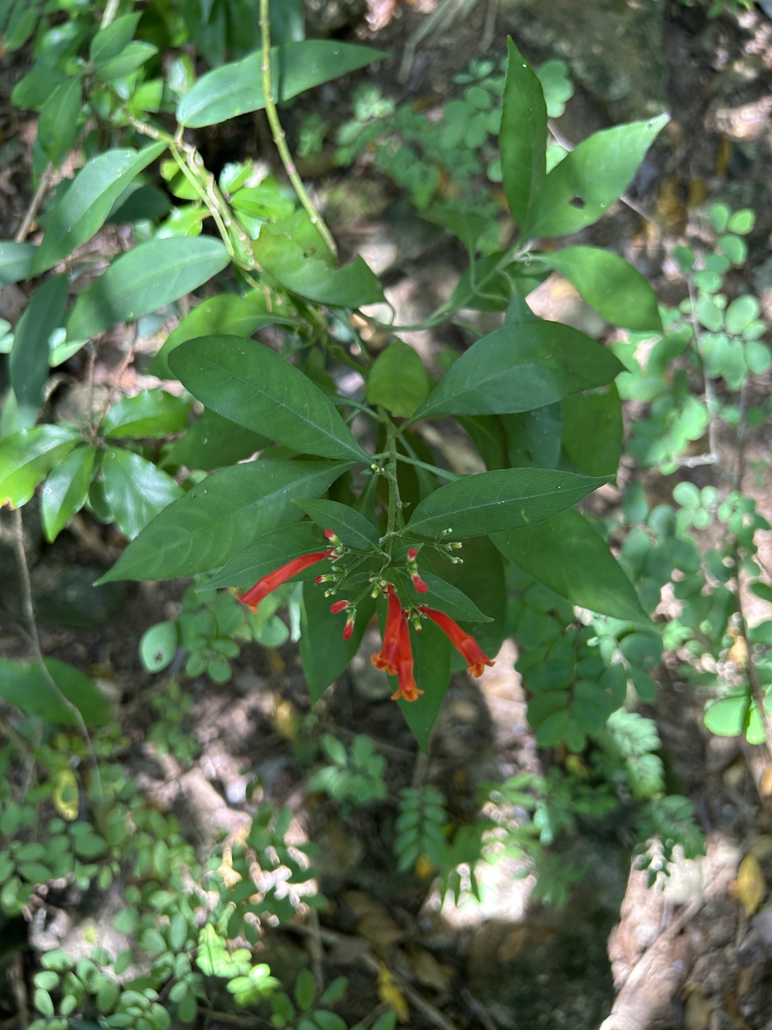 Aphelandra schottiana (Nees) Profice 3