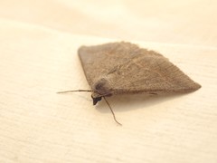 Nearcha tristificata