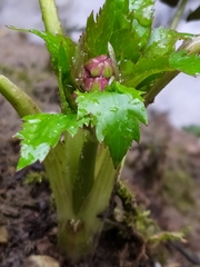 Ranunculus aconitifolius