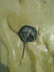 Carcinoscorpius rotundicauda