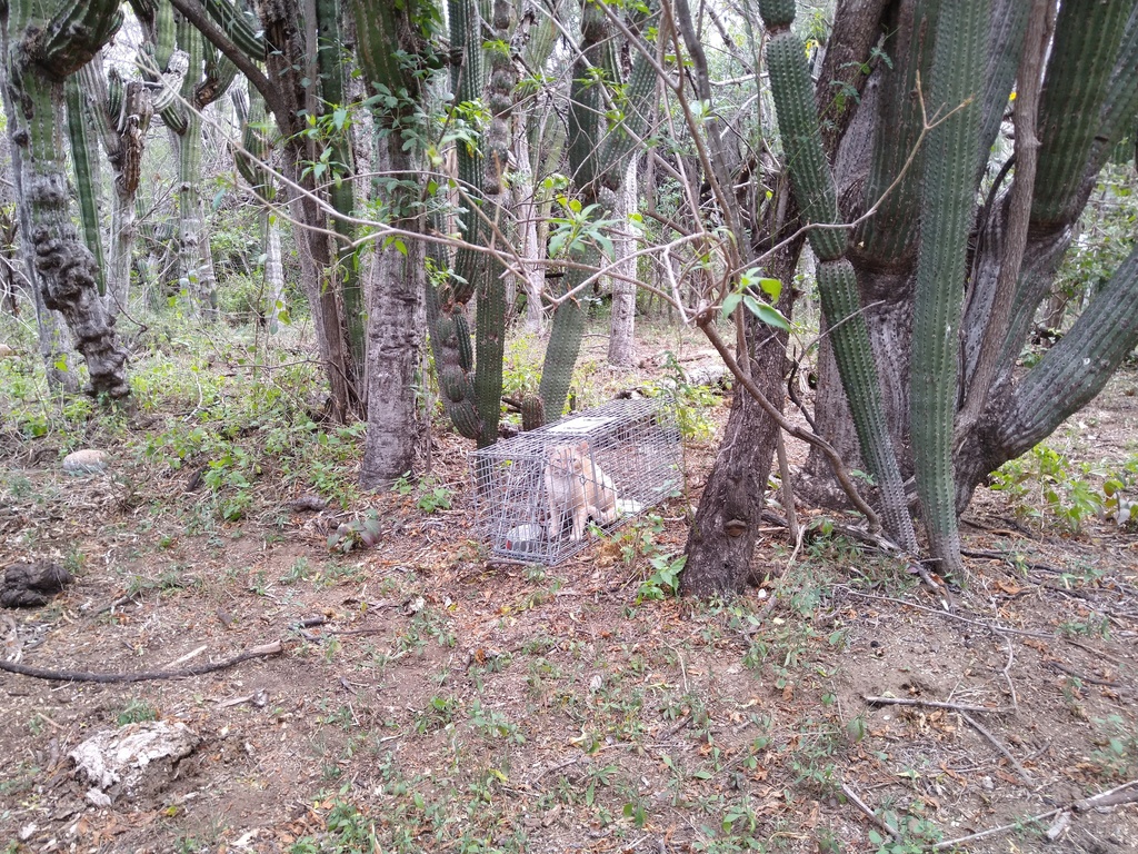 Domestic Cat from La Paz, B.C.S., México on February 17, 2020 at 07:45 ...