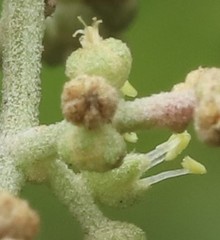 Chenopodium baccatum