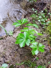 Ranunculus aconitifolius