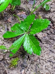 Ranunculus aconitifolius