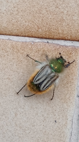 Eulasia pareyssei