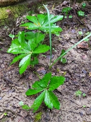 Ranunculus aconitifolius