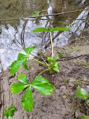 Ranunculus aconitifolius